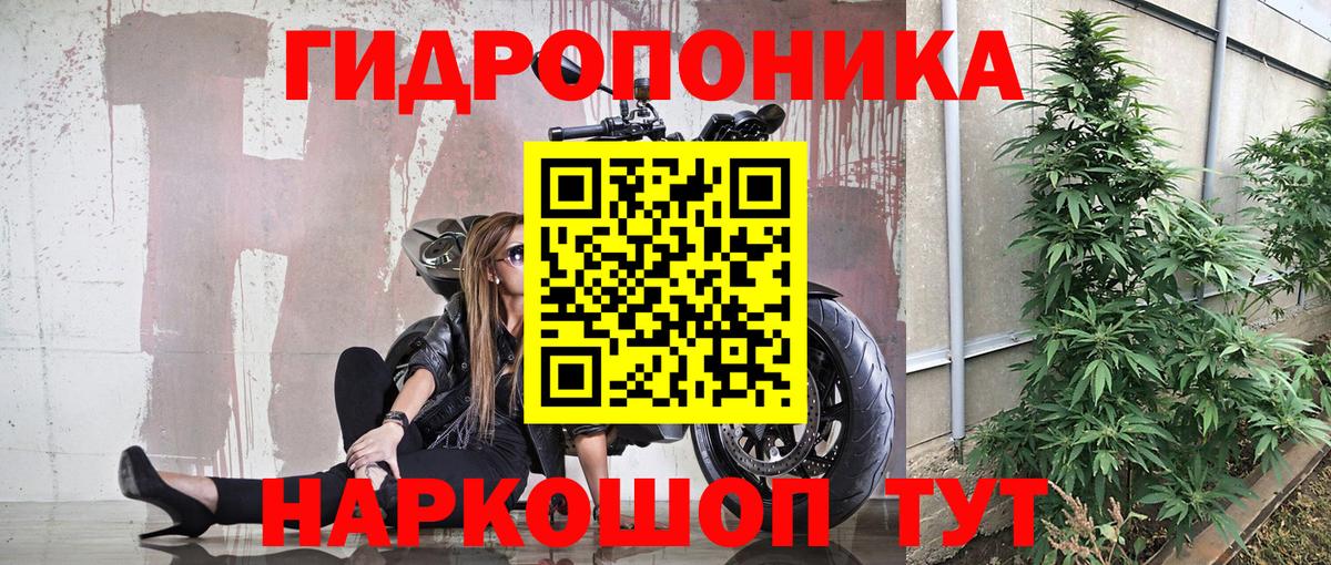 Конопля гибрид Глазов